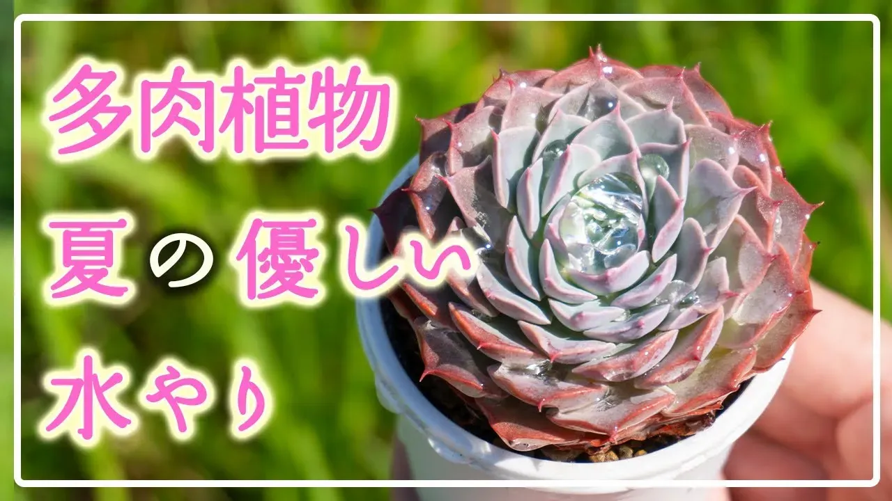 多肉植物 夏 水やり 初心者必見！これで夏の水やりは完璧！完全攻略